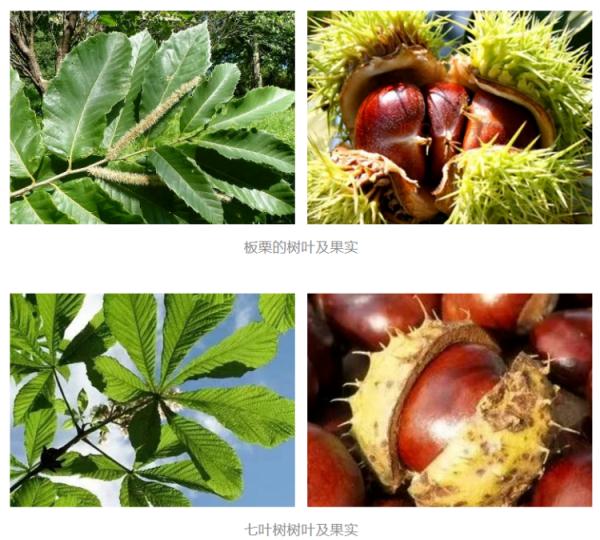 这种果实有毒,或致死亡!千万别吃 这种果实有毒,或致死亡!千万别吃