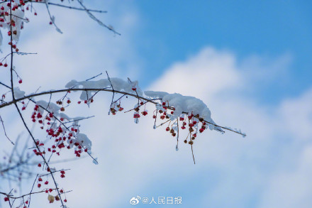 雪落枝头的意境感