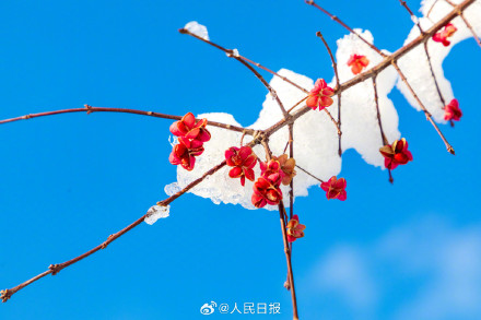 雪落枝头的意境感