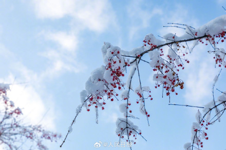 雪落枝头的意境感