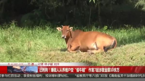 多户村民家中生牛被盗，每个案发现场，都出现同一辆可疑货车