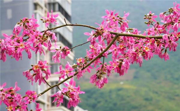 这就是传说中的“美人树”？确实很美……