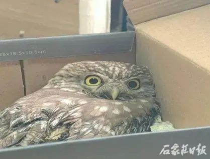 “呆萌”猫头鹰“落难” 警民携手暖心救助