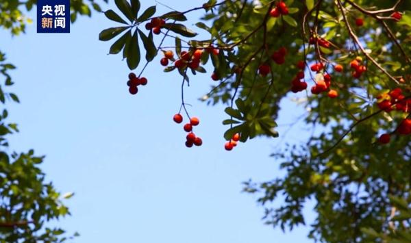 浙江仙居古杨梅群复合种养系统被认定为全球重要农业文化遗产 浙江仙居古杨梅群复合种养系统被认定为全球重要农业文化遗产