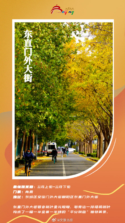 北京银杏迎来最美时刻 ！这些地方已满地金黄