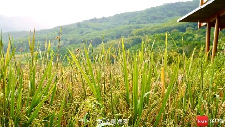 五指山牙胡梯田：风吹稻浪 美成童话
