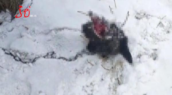 又一起！村民早上喂狗，发现只剩“狗头”