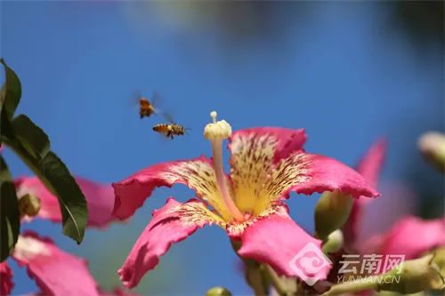 这就是传说中的“美人树”？确实很美……