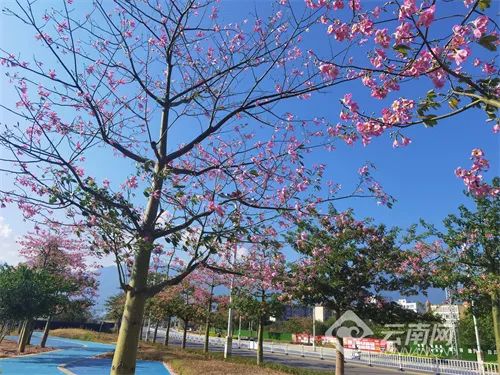 这就是传说中的“美人树”？确实很美……