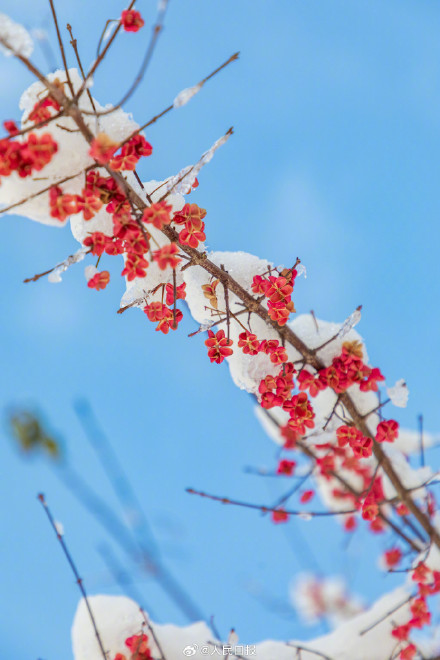 雪落枝头的意境感