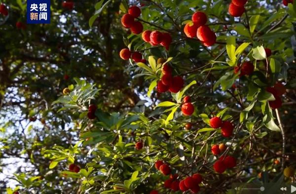 浙江仙居古杨梅群复合种养系统被认定为全球重要农业文化遗产 浙江仙居古杨梅群复合种养系统被认定为全球重要农业文化遗产