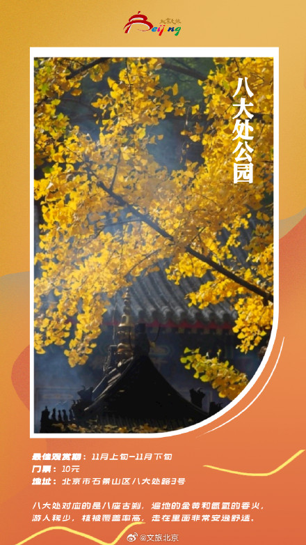 北京银杏迎来最美时刻 ！这些地方已满地金黄