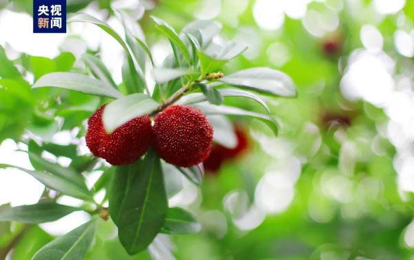 祝贺！宽城板栗、铜陵白姜、仙居古杨梅入选→