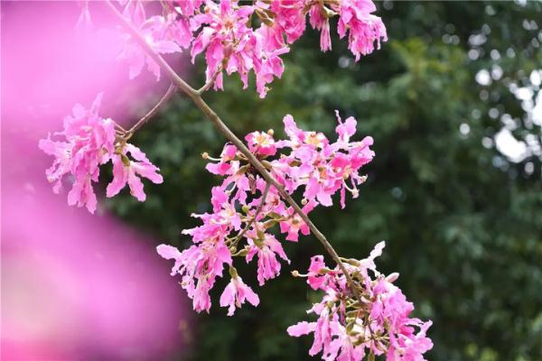 这就是传说中的“美人树”？确实很美……