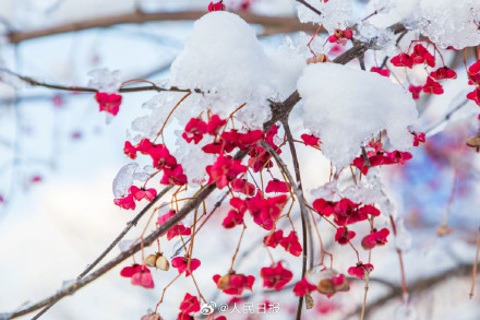 雪落枝头的意境感