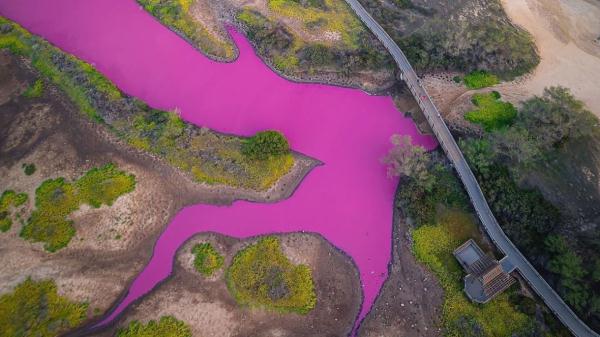夏威夷毛伊岛一池塘变粉红色 系因火灾后极端干旱嗜盐菌激增导致