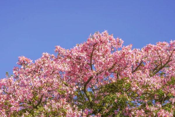 这就是传说中的“美人树”？确实很美……