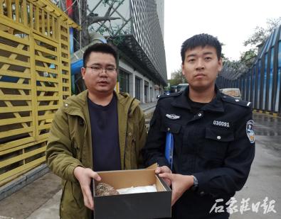 “呆萌”猫头鹰“落难” 警民携手暖心救助