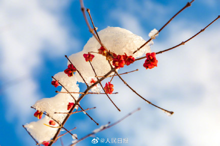 雪落枝头的意境感