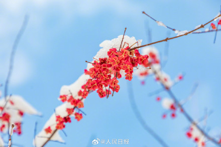 雪落枝头的意境感