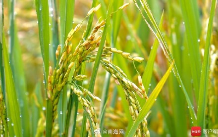 五指山牙胡梯田：风吹稻浪 美成童话