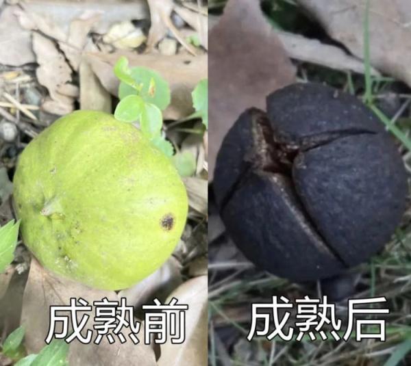 这种果实有毒,或致死亡!千万别吃 这种果实有毒,或致死亡!千万别吃