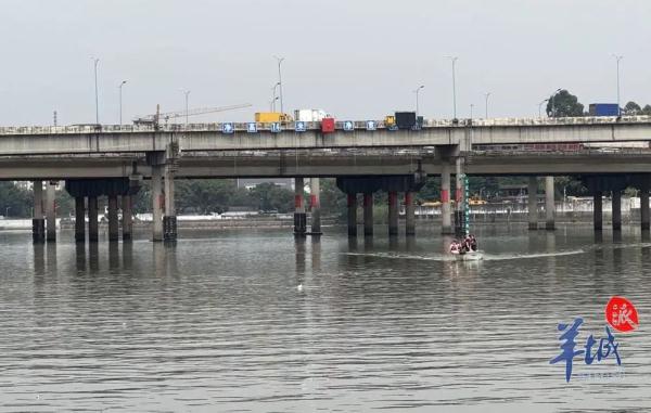 这只中华白海豚爱玩“捉迷藏”，曾现身这些地方