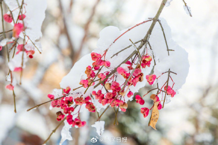雪落枝头的意境感