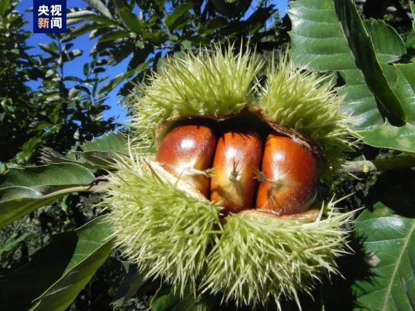 祝贺！宽城板栗、铜陵白姜、仙居古杨梅入选→