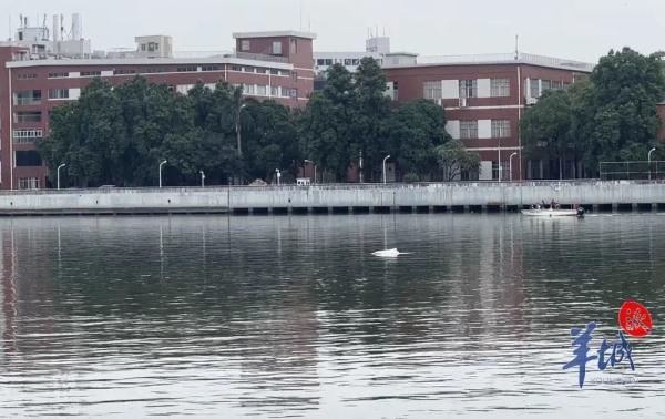 这只中华白海豚爱玩“捉迷藏”，曾现身这些地方