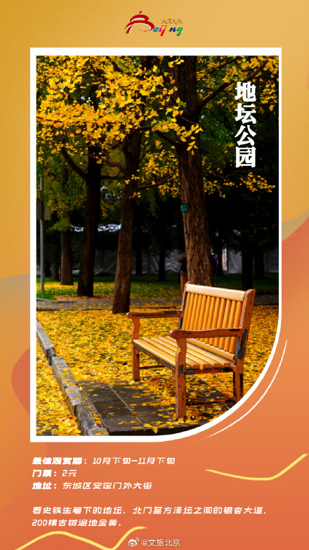 北京银杏迎来最美时刻 ！这些地方已满地金黄