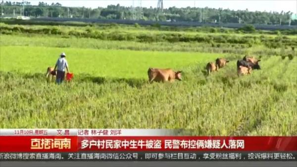 多户村民家中生牛被盗，每个案发现场，都出现同一辆可疑货车