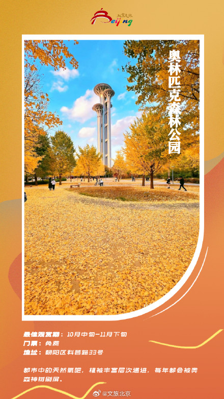 北京银杏迎来最美时刻 ！这些地方已满地金黄