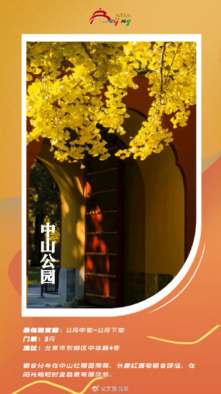 北京银杏迎来最美时刻 ！这些地方已满地金黄