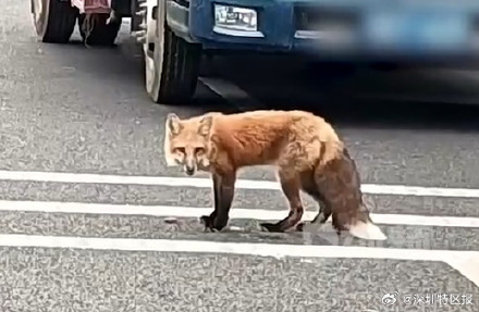 深圳阳台山惊现野生小狐狸 园区工作人员：建议市民勿投喂