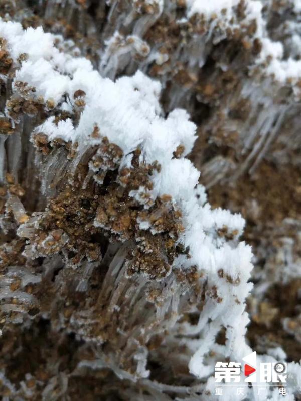 局地最低仅4℃！重庆有冬日限定款冰花啦