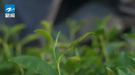 以茶代酒 这是宋人至高规格的盛宴 以茶代酒 这是宋人至高规格的盛宴