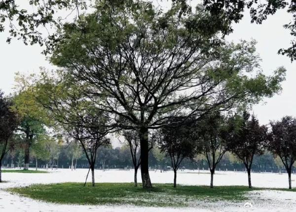 陕西最新预警！雨夹雪！中雪！