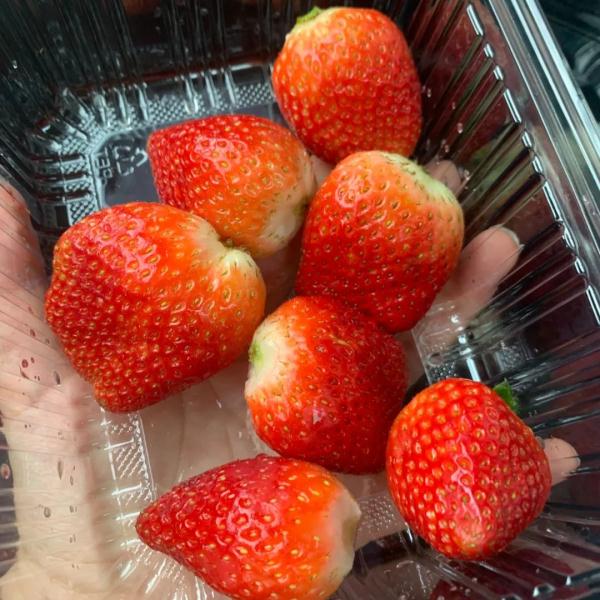 超100元/斤！已悄然上市…杭州网友看呆：这么贵的吗？