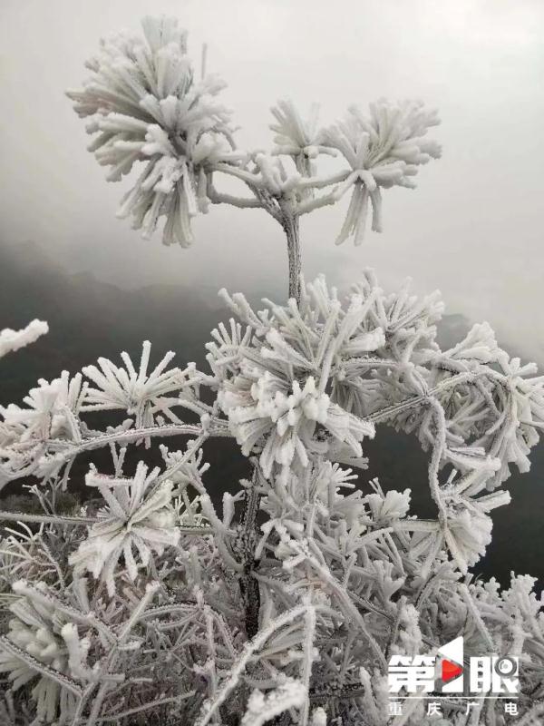 局地最低仅4℃！重庆有冬日限定款冰花啦