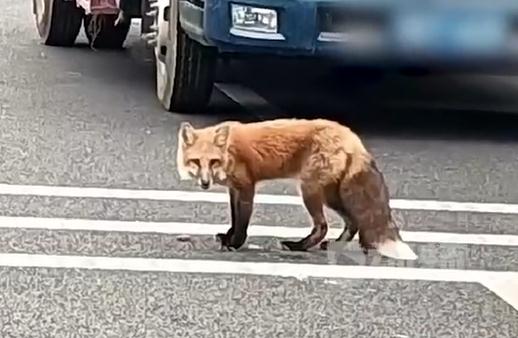 深圳阳台山惊现野生狐狸 深圳阳台山惊现野生狐狸