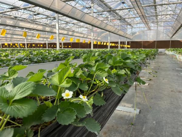 超100元/斤！已悄然上市…杭州网友看呆：这么贵的吗？