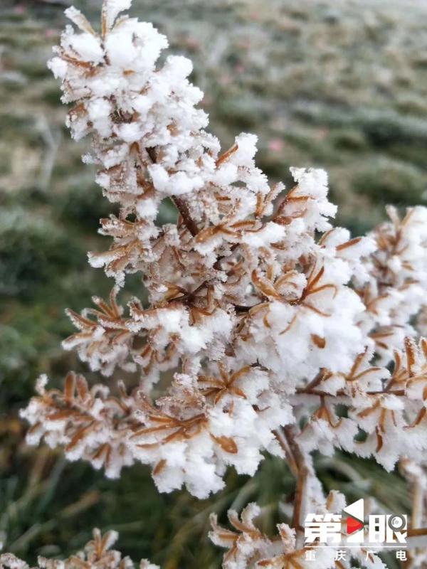 局地最低仅4℃！重庆有冬日限定款冰花啦