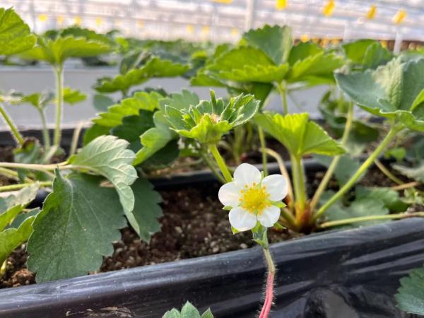 超100元/斤！已悄然上市…杭州网友看呆：这么贵的吗？