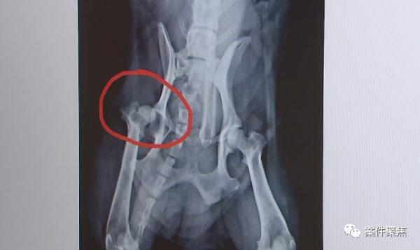 金毛犬未戴嘴套挣脱牵引绳咬伤泰迪犬 狗咬狗谁该负责？ 法院这样判！