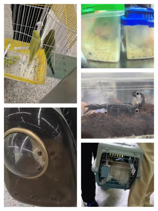 地铁车厢内有鹦鹉乱飞，广州地铁最新回应
