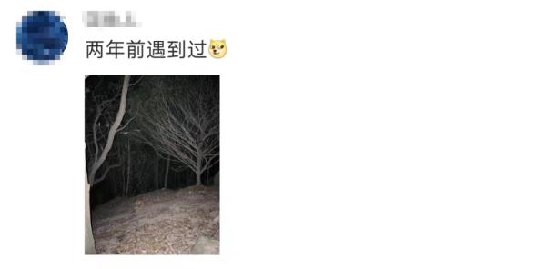 深圳阳台山惊现野生狐狸 深圳阳台山惊现野生狐狸