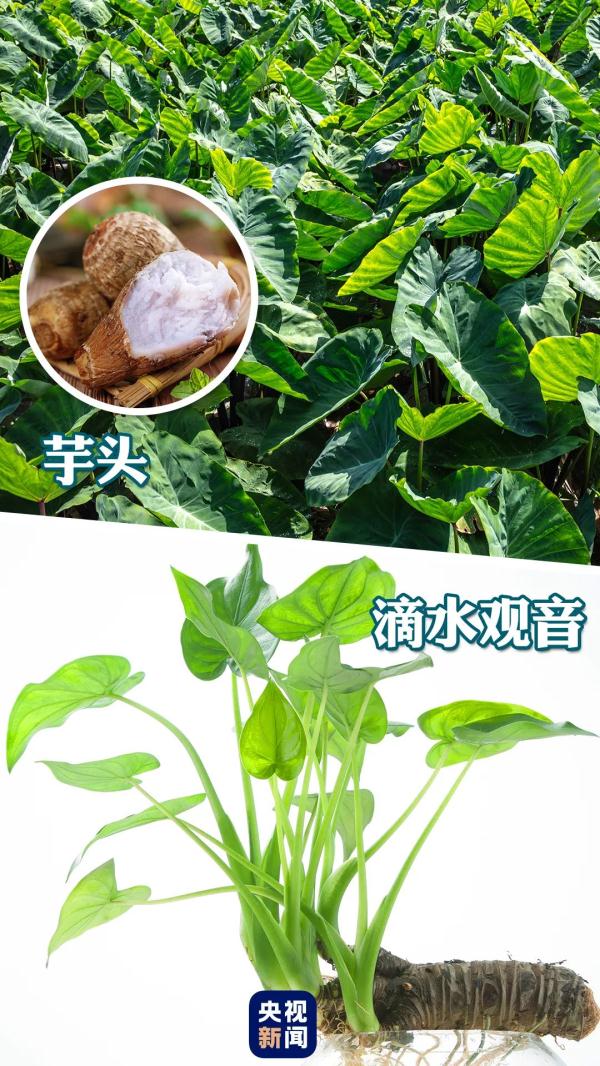 紧急提醒：有毒，或致死亡！这种“高仿”板栗不能吃→
