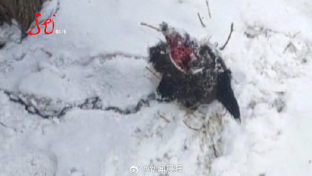 野生东北虎频繁下山引争议，专家称80%野生东北虎还是比较怕人