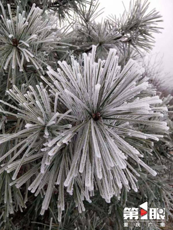 局地最低仅4℃！重庆有冬日限定款冰花啦